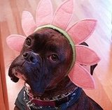 Flower Argyle