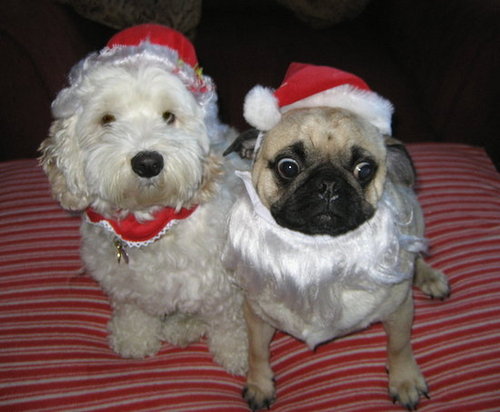 Bailey and Jager are ready for Christmas!
