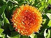 Name This Flower