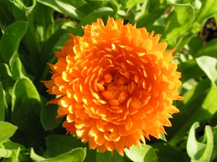 Name This Flower Name This Flower