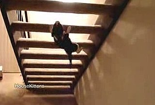Cute Alert: Cat Can't Be Bothered to Climb Stairs Like Everyone Else