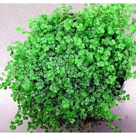 Name This Houseplant Name This Houseplant
