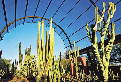 In the News:  A Makeover For Phoenix's Botanical Garden