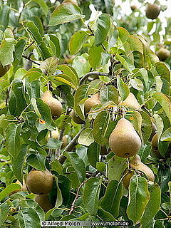 Ask Casa:  I Need Help With My Pear Tree