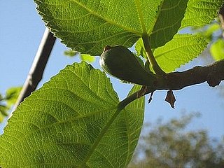 Name This Plant
