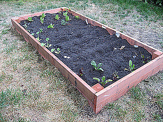 DIY:  Planting Your Garden Box