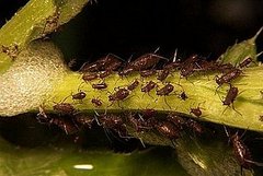 How-To: Homemade Aphid Spray