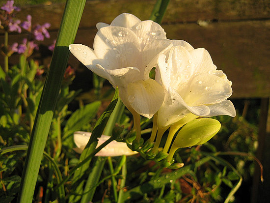 Name This Flower Name This Flower