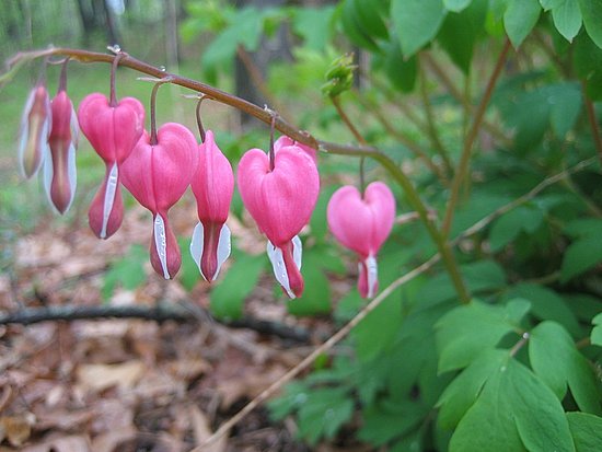 Name This Flower