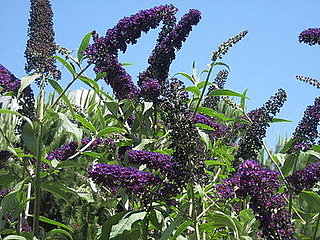 Name This Flower 