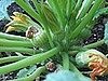 Name This Plant 
