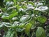 Name This Plant 