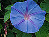 Name This Flower