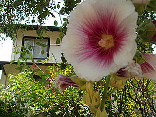 Name This Flower
