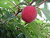 Name This Fruit Tree