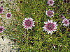 Name This Flower