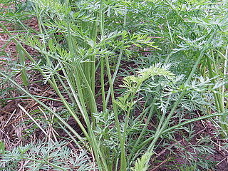 Name This Plant