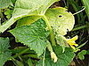 Name This Plant