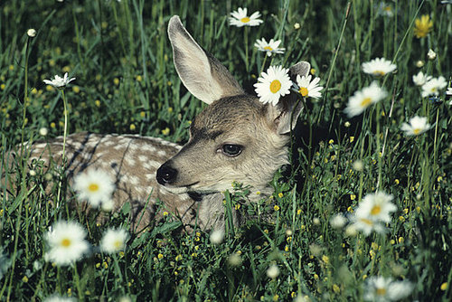 Primer: Plants That Deer Don't Like