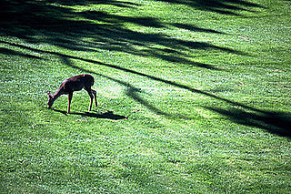 How-To: Keeping Deer Out of Your Garden