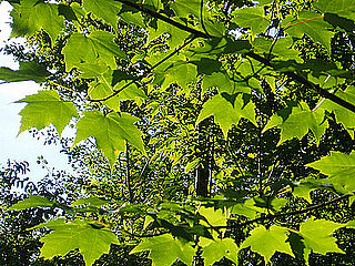Name This Tree
