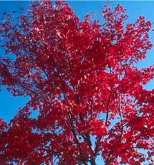 Fall Garden: Scarlet Jewell Maple