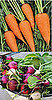 Casa Quickie: Plant Carrots With Radishes