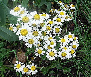 Name This Flower