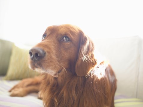 DIY:  Quick Fix For Pet-Gnawed Sofa