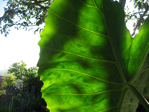 Garden Therapy: California Tropical Garden Therapy: California Tropical
