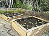 Garden Therapy:  New Garden Boxes From Old Wood