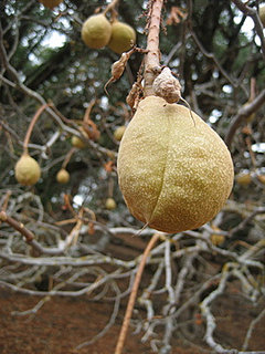 Name This Tree