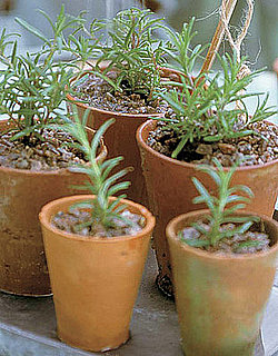 Do You Grow Herbs Indoors in the Winter?