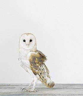 Etsy Find: Sharon Montrose Photographs