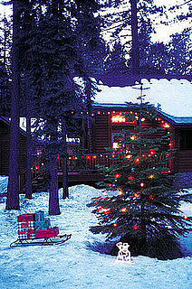 Tips on Selecting the Best Tree