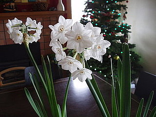 Open House: Holiday Flowers