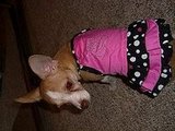 Belle's Cute Little Dresses