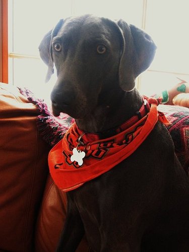 Chloe says, "go Pokes!"