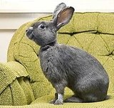 "Uh, hullo sir?" (from Daily Bunny)