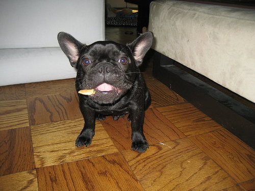 Babar hearts his Kung Fu Fido snacks