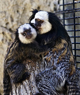 Three Week Old Marmoset Cuddles Daddy