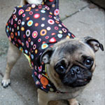 Broken Umbrellas Equal Stylish Raincoats 