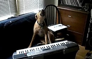 Dog Sings While Playing the Keyboard