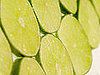 Burning Question: Why Don't Limes Have Seeds?