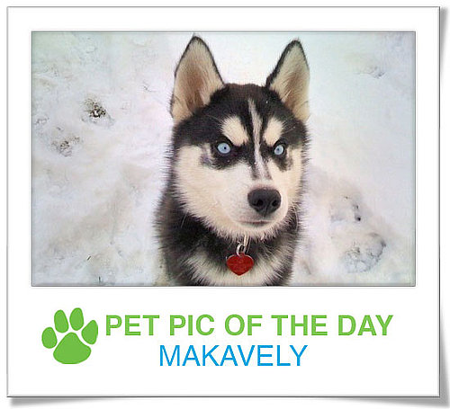 Pet Pics on PetSugar 2009-02-09 09:30:11