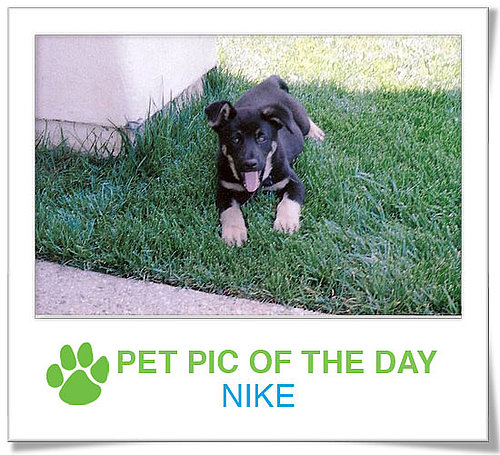 Pet Pics on PetSugar 2009-02-12 11:00:12