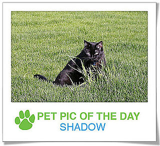 Pet Pics on PetSugar 2009-02-16 09:30:53
