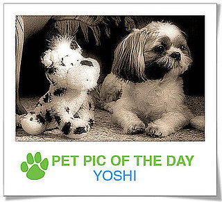 Pet Pics on PetSugar 2009-02-10 07:00:22
