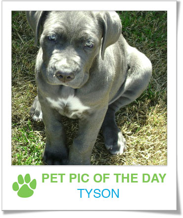 Pet Pics on PetSugar 2009-02-17 09:30:56