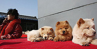 PetSugar Weekly Recap 2009-02-21 03:00:59